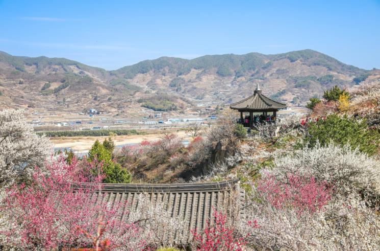 광양시, 광양의 봄...‘매화’ 로 시작해 ‘달빛’ 으로 이어진다