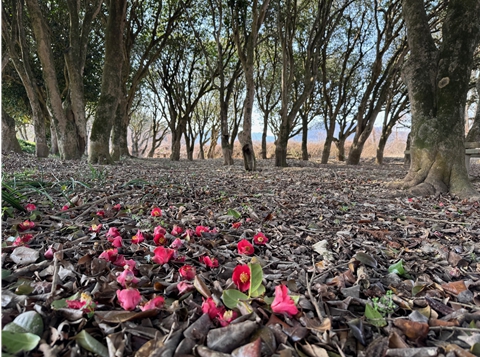 장흥 묵촌마을, 붉은 동백꽃이 ‘뚝뚝’
