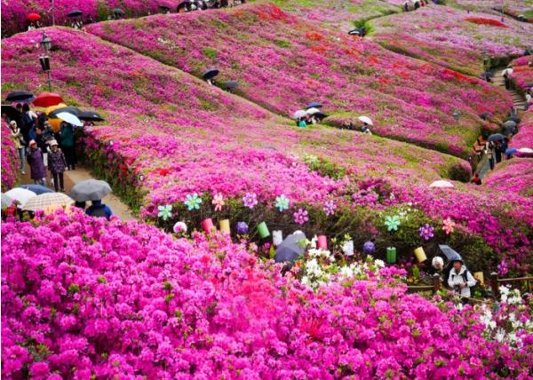 시민과 지역예술인들이 함께 만드는 ‘2026 군포철쭉축제’…시민 참여 전시·공연·이벤트 등 즐길거리 ‘풍성’ 기사 이미지